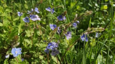 Açan Veronica Chamaedrys Rüzgarda sallanıyor