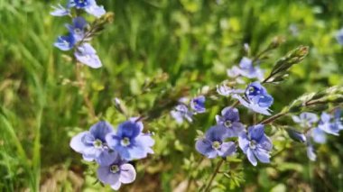Açan Veronica Chamaedrys Rüzgarda sallanıyor