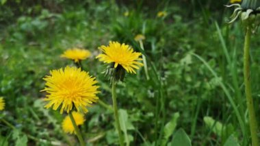 Dandelions bahar çayırda
