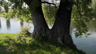 Nehir kıyısında büyük bir kavak ağacı olan manzara.