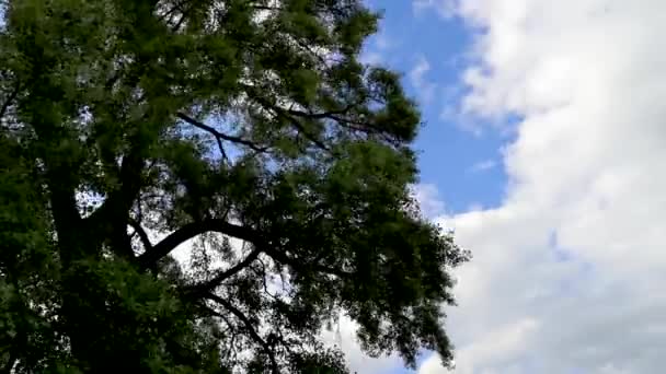 하늘을 거대한 포플러와 풍경의 — 비디오