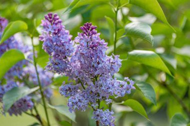 Bahar parkında çiçek açan bir leylak dalı