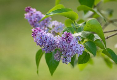 Bahar parkında çiçek açan bir leylak dalı
