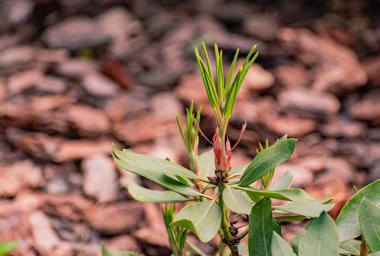 Genç rhododendron baharda filizleniyor