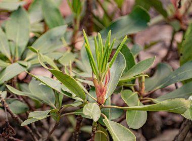 Genç rhododendron baharda filizleniyor