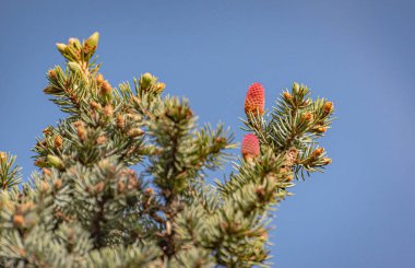 Branches of Abies nordmanniana with new cones clipart