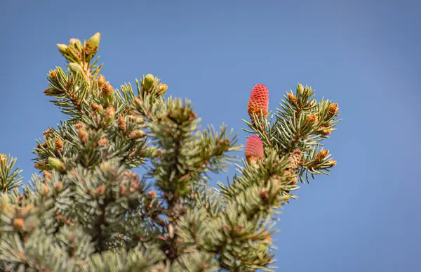 Yeni kozalaklı Abies Nordmanniana dalları