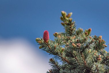 Branches of Abies nordmanniana with new cones clipart