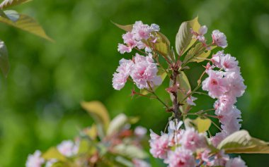 Güneşli bir günde açan pembe sakura dalı