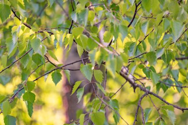 Genç huş yaprağı yaşlı bir ağaçta