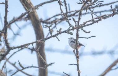 Aegithalos caudatus bir ağaç dalında oturur.