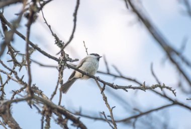 Parus palustris bir ağaç dalında oturur.