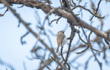 Parus palustris bir ağaç dalında oturur.