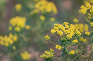 Bahar Ormanı 'nda Euphorbia cyparissias