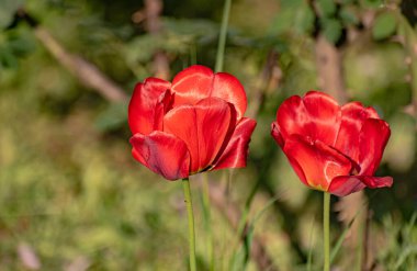 Çiçek tarhında açan parlak kırmızı laleler