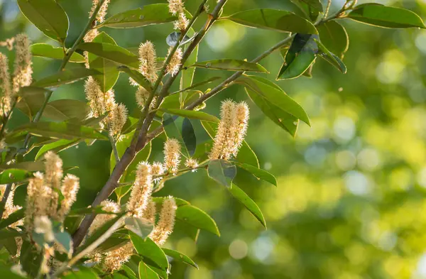 Güneşli bir günde çiçek açan Prunus Laurocerasus L