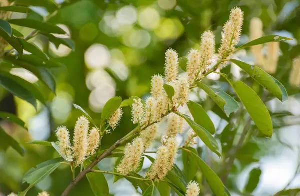 Güneşli bir günde çiçek açan Prunus Laurocerasus L