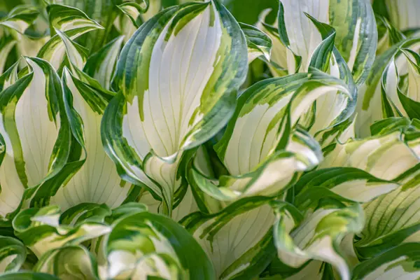 Close Hosta Plant Called Fire Ice Royalty Free Stock Images