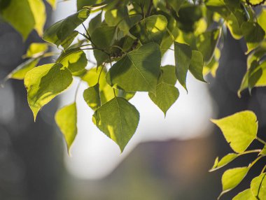 Dağ nehrinin üzerinde büyük bir kavak dalları