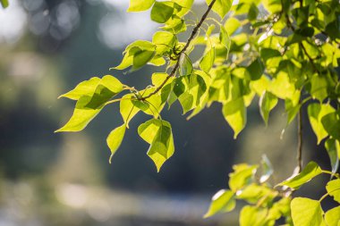 Dağ nehrinin üzerinde büyük bir kavak dalları