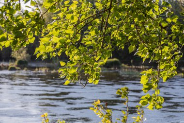 Dağ nehrinin üzerinde büyük bir kavak dalları