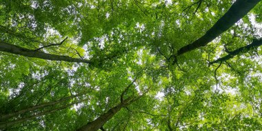 Kayın ormanlarının bahar manzarası, aşağıdan manzara