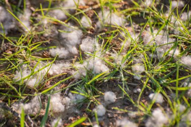 Kavak tüyü çimlerin üzerinde