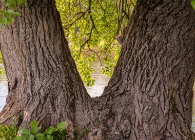 Landscape with a huge poplar on the river bank clipart