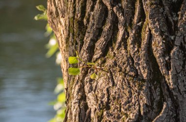 Nehir kıyısında büyük bir kavak ağacı olan manzara.