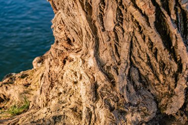 Nehir kıyısında büyük bir kavak ağacı olan manzara.
