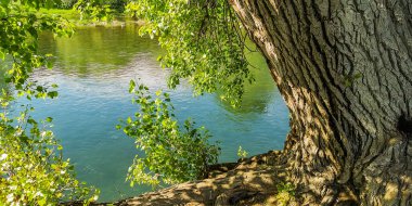 Nehir kıyısında büyük bir kavak ağacı olan manzara.