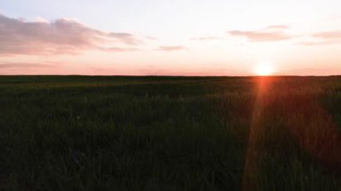 Bahar günbatımının zaman aşımı ve mısır gevreğiyle tarla