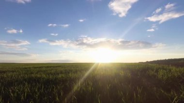 Bahar günbatımının zaman aşımı ve mısır gevreğiyle tarla