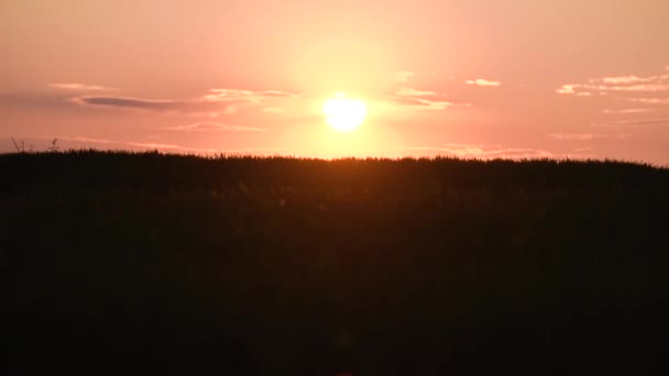 Проміжок Часу Весняного Заходу Сонця Поля Зернами — стокове відео