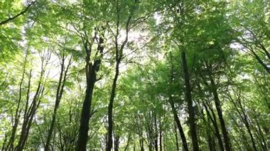 Kayın dağı ormanlarının bahar manzarası