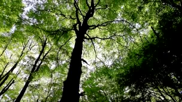 Pemandangan Musim Semi Hutan Pegunungan Beech — Stok Video