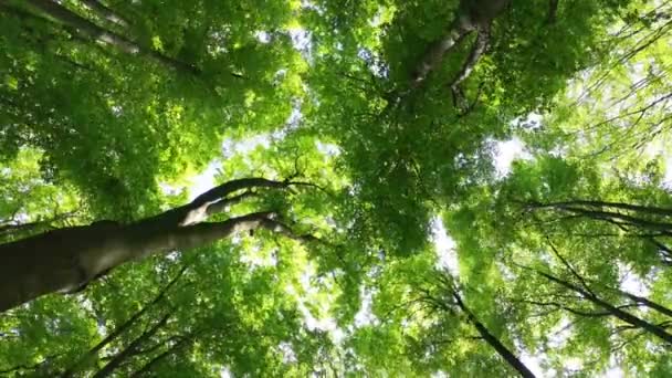 Проміжок Часу Весняного Пейзажу Букового Гірського Лісу — стокове відео