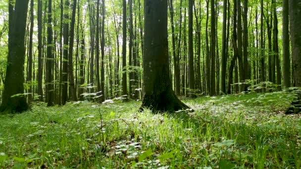 Frühlingslandschaft Aus Buchen Bergwald — Stockvideo