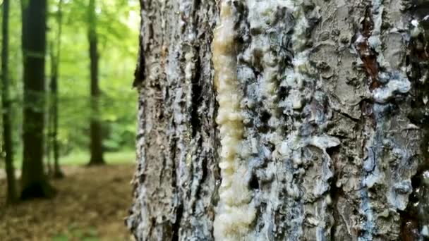 松树皮上的天然树脂 — 图库视频影像