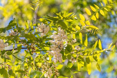 Bereketli beyaz akasya çiçekleri.