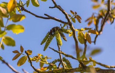Baharda açan ceviz ağacı