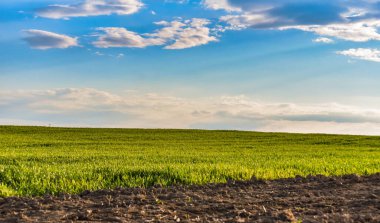 New grain crop in rural mountain area