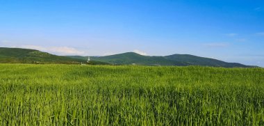 Kırsal dağ bölgesinde yeni tahıl hasadı