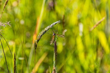 Sivrisinek kendi doğal ortamında