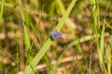 Kelebek doğal ortamında