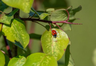Uğur böceği doğal ortamında