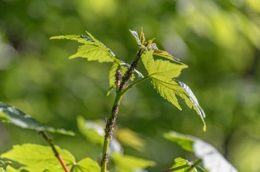 Genç bir ağacın gövdesinde yaprak bitleri kümesi
