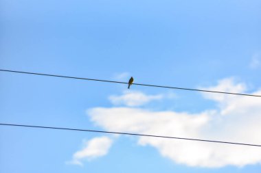 Güç kablolarında yalnız kuş oturuyor.
