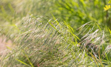Sahildeki bir bitkinin üzerinde güneşin güzel oyunu