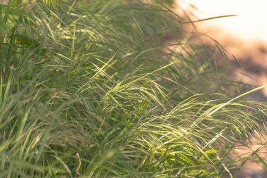 Sahildeki bir bitkinin üzerinde güneşin güzel oyunu